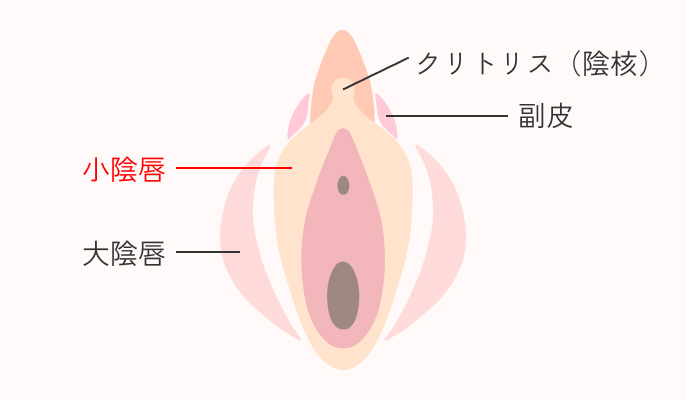 小陰唇