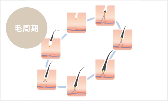 毛周期に合わせて通院する